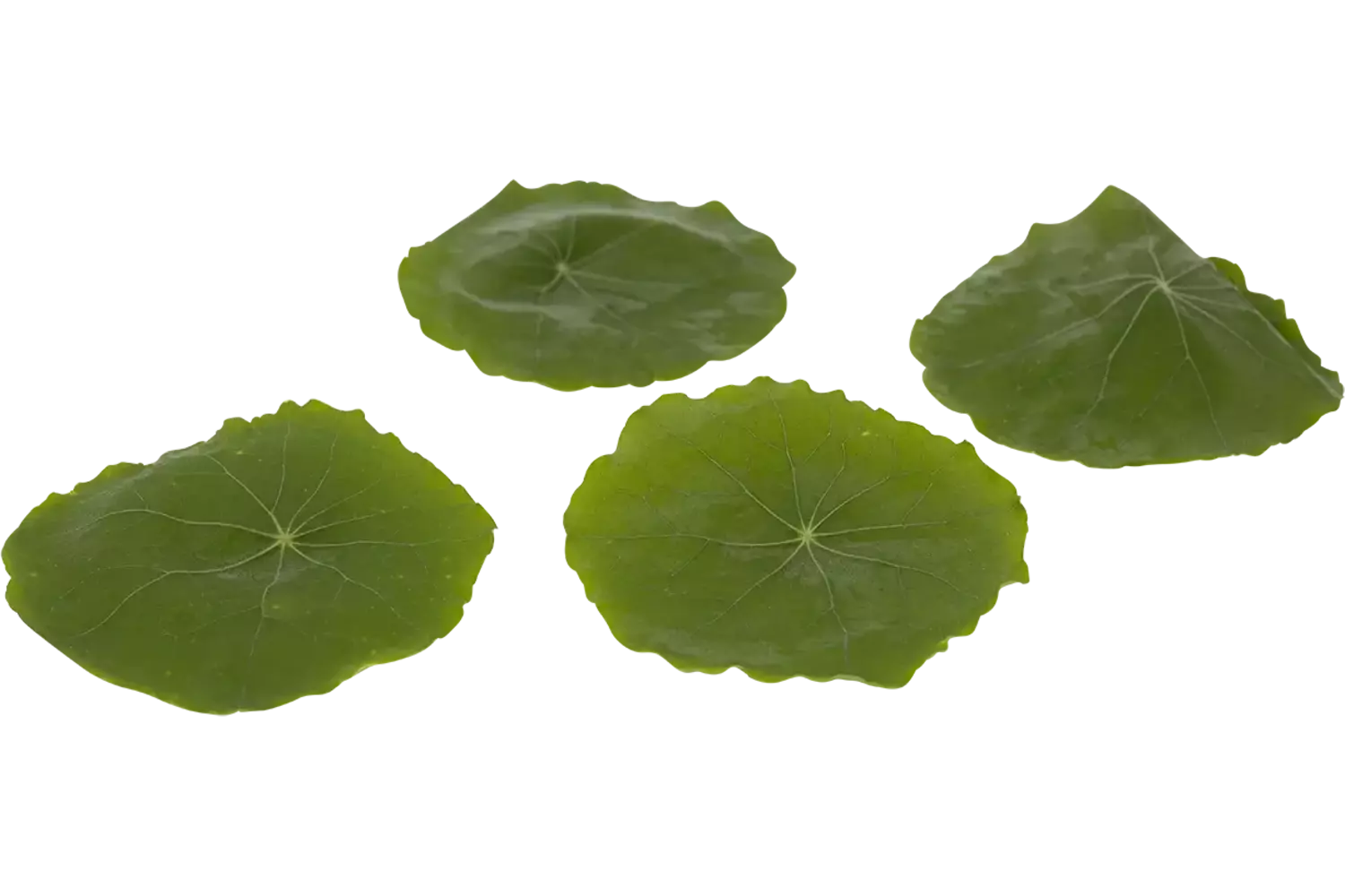 Oost Indische kers blad groot 30st stuk